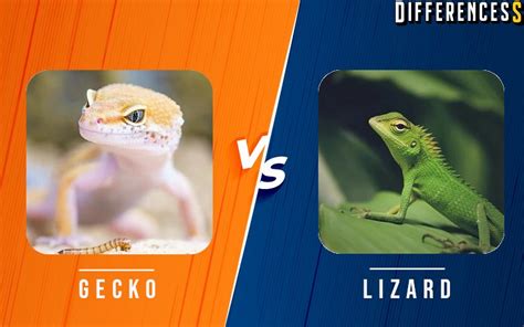 Gecko Vs Lizard Differences And Comparison Differencess