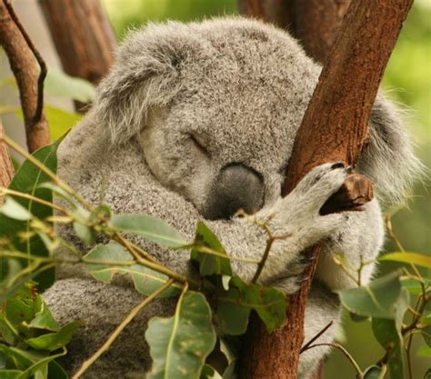 Treknature Cuddly Koala Photo Koala Koala Bear Cuddly Animals