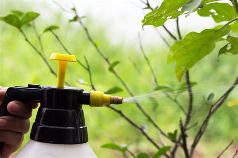 C Mo Hacer Insecticida Casero Amigos De La Jardiner A