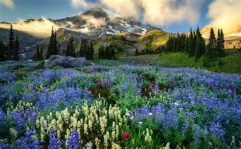 Hd Wallpaper Mountains Mount Rainier Cascade Range Flower Fog