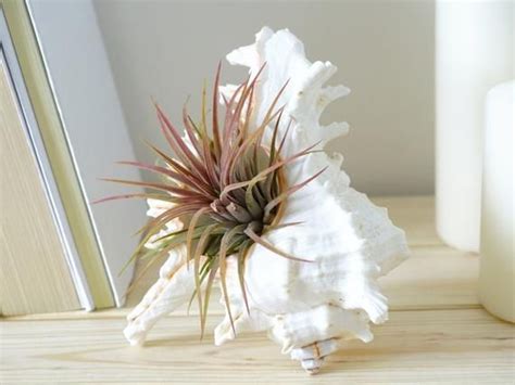 Aria pulita dentro casa a prova di bimbo. Pianta d'Aria Ionantha con Conchiglia | Tillandsia Design | Arredo Casa Stile Mare | Ionantha ...