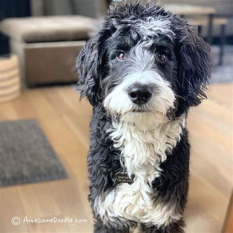 Aussiedoodle Size Full Grown How Big Do Aussiedoodles Get Toy Mini Standard Artofit