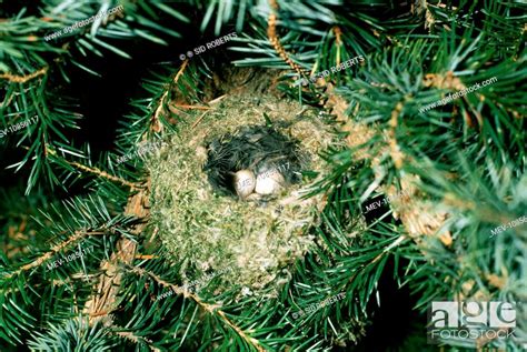 Goldcrest Nest With Two Eggs Regulus Regulus Stock Photo Picture