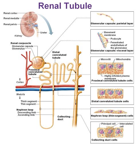 Renal corpuscle, filtration unit of vertebrate nephrons, functional units of the kidney. Cell types/structure of nephron (nephron = renal corpuscle ...