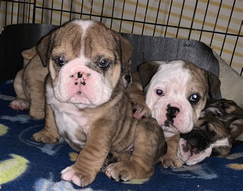 British bulldog pups for sale choc tri black tri full pedigree dwkc reg first vaccination and microchip father. English Bulldog puppies MERLE chocolate TAN | English ...