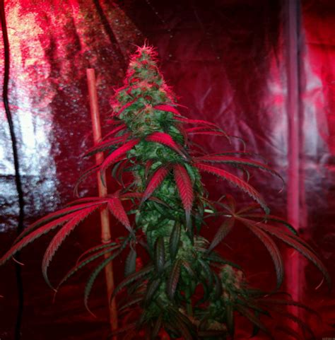 Purple Kush Crop King Seeds Cannabis Strain Gallery