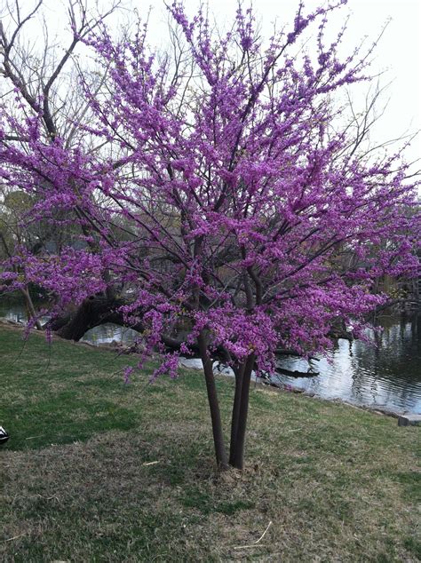 Red Bud The State Tree Red Bud Tree Vines