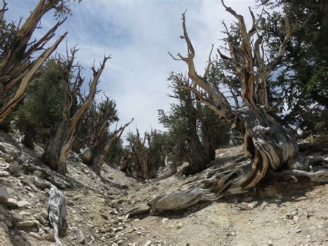 The Trail Thru The Methuselah Grove Picture Of Ancient