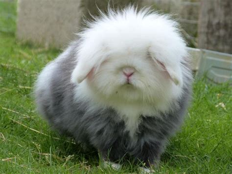 18 Fluffy Bunnies That Are Just Too Cute To Handle Thethings
