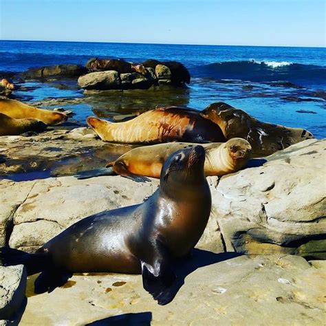 Focas Y Leones Marinos Saliendo A Tomar El Sol A La Playa Seal