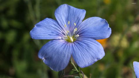 Blue Blossom 2 Wallpaper Flower Wallpapers 38927