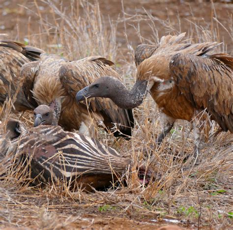 Hunting Causes Life Threatening Build Up Of Toxic Lead In Vultures Africa Geographic