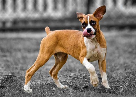 Dog Playing Free Stock Photo Public Domain Pictures