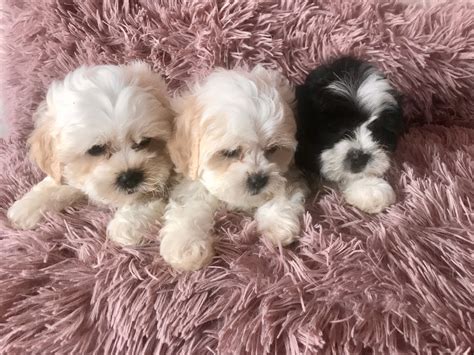 Puppies For Sale Ireland -Your Dream Dog - Dogs For Sale Ireland
