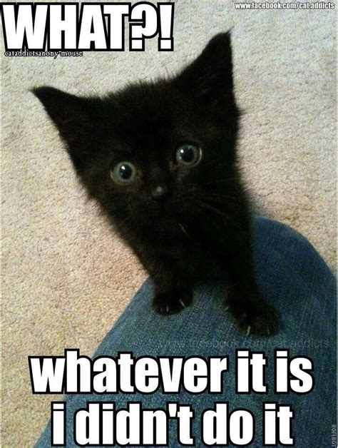 What Whatever It Is I Didnt Dont Funny Cute Cats Funny Cat
