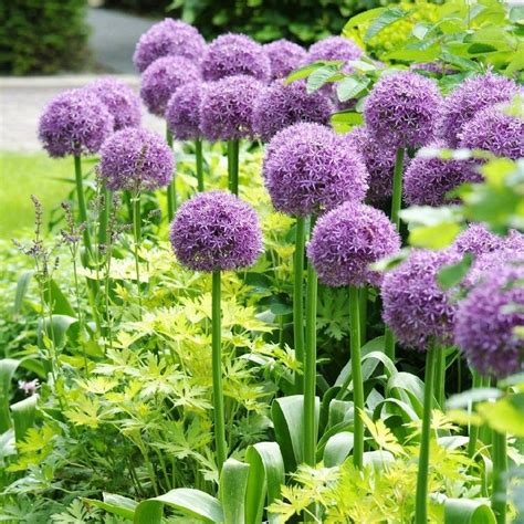 The Majestic And Stunning Giganteum Allium Is Perhaps The Tallest