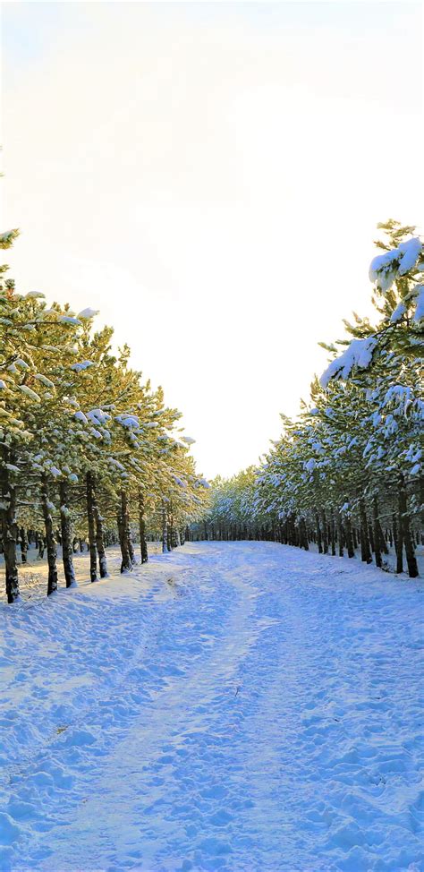 Forest Yard Pathway Nature Winter Snow Layer Road 1440x2960