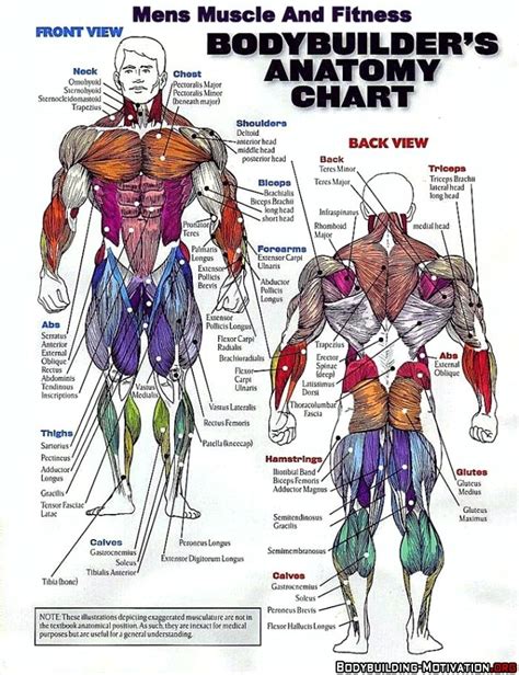 bodybuilder's anatomy chart | Body muscle anatomy, Muscle ...