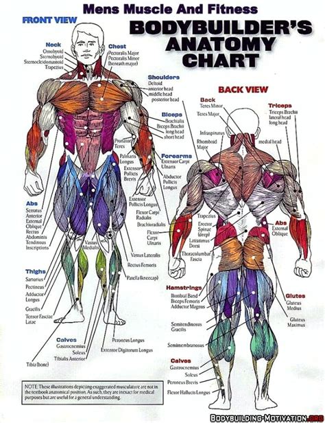 A muscle is a group of muscle tissues which contract together to produce a force. bodybuilder's anatomy chart | Body muscle anatomy, Muscle ...