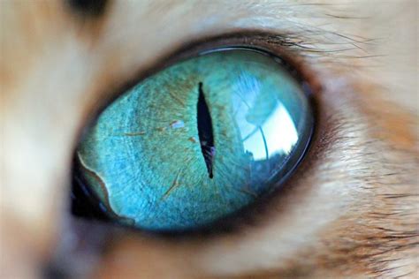 Stunning Close Up Images Capture The Beauty Of Cats