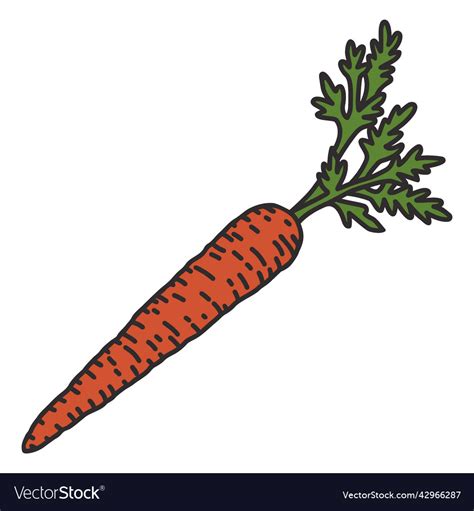 Carrot Detailed Color Stroke Royalty Free Vector Image