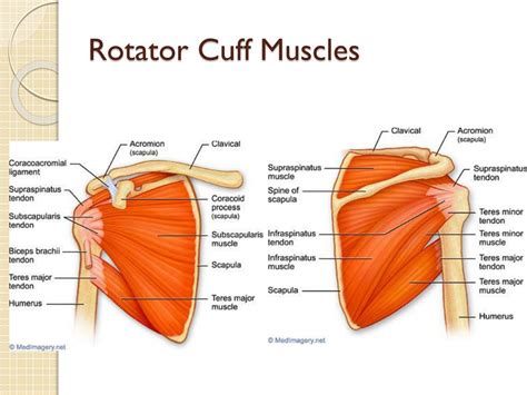 Ppt The Shoulder Powerpoint Presentation Free Download Id2176745