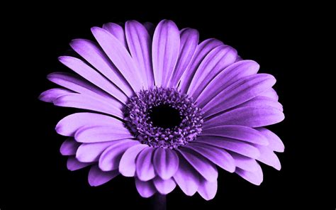 Violet Daisy Flower K Wallpapers Hd Wallpapers Id
