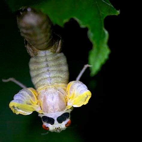 Here's what you can do to prepare for a possible cicada. Emerging Cicada | Shutterbug