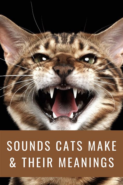 What Do Different Cat Sounds Mean Cat Meowing At Night Cat Facts Cat Behavior Facts