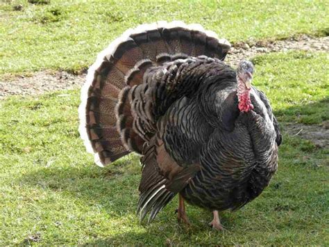 backyard turkey farming in india breeds and feed agri farming