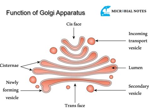 The Function Of Golgi Apparatus Microbial Notes
