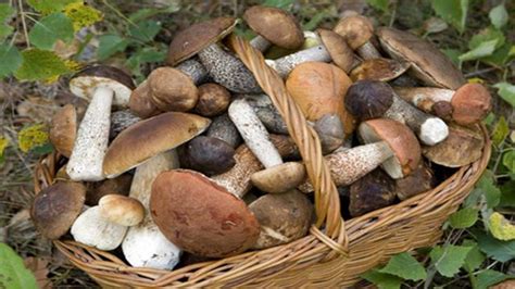 Si te atrae el mundo de las setas no te pierdas este artículo con vídeos y mucha información. Las setas más deliciosas del otoño
