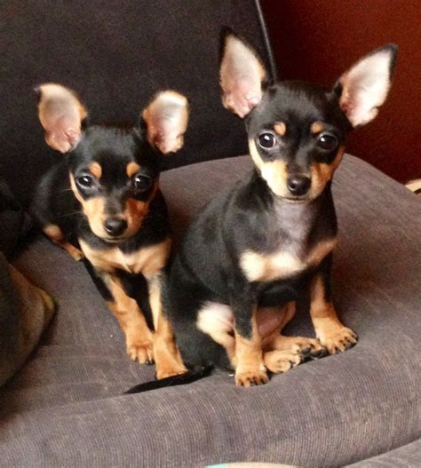 Chihuahua Miniature Pinscher Mix Characteristics Pets Lovers