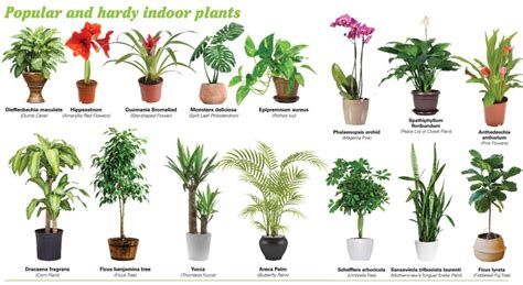 Which Indoor Plants Produces Most Oxygen Find Health Tips