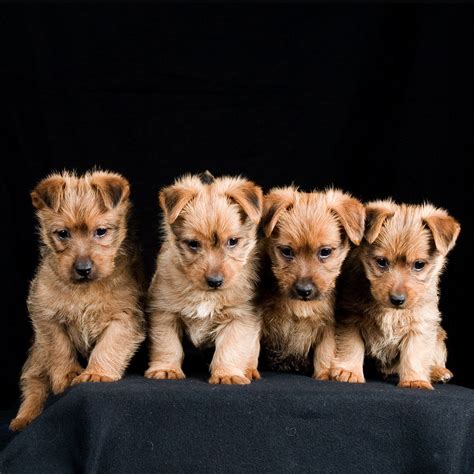 5 Things To Know About Australian Terriers Petful