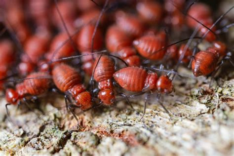 Termite Fumigation Oahu — Mid Pacific Pest Control