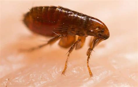 Fleas And Ticks Common Pest Identification In Tulsa Ok
