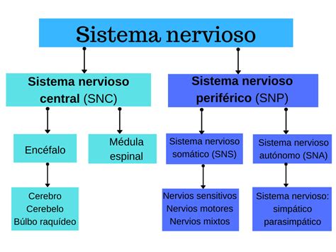 Mapa Conceptual De Las Funciones Del Sistema Nervioso Dunia Office