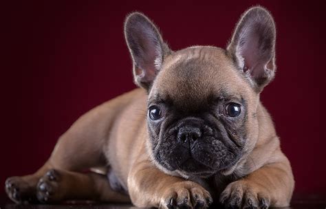 Fondos De Pantalla Perro Bulldog Francés Animalia Descargar Imagenes