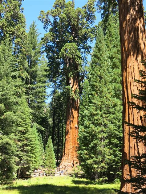 Trees Of Santa Cruz County Sequoiadendron Giganteum Giant Redwood