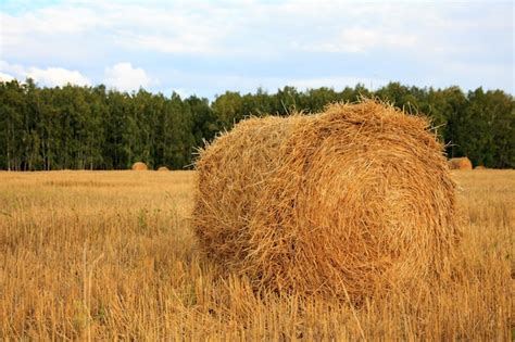 Premium Photo Harvested Field With Hay Bales