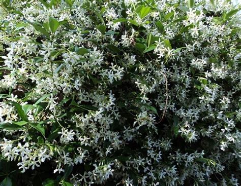 Il viburnum thinus, una pianta sempreverde che resiste e resta sempre bellissima anche nei mesi invernali. Piante con fiori - Alberi Latifolie - Piante con fiori ...
