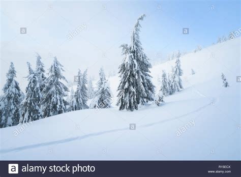 Snowy Weather Background With Winter Nature Spruce Trees And Footpath
