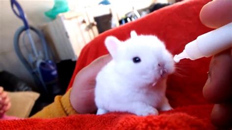 Rabbits Babies Cute Baby Bunny Rabbits Binky Cutest Compilation