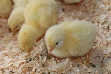 Our new baby chicks.