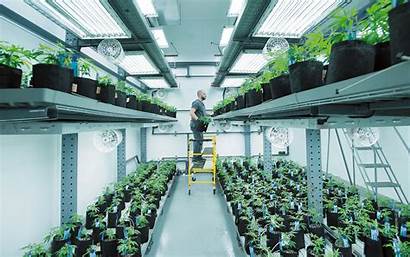 Vertical Farming Growing Cannabis Farm Portland Cloud