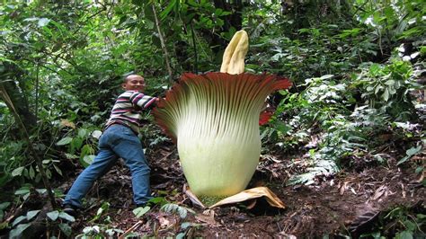 Terpopuler 39 World S Biggest Flower