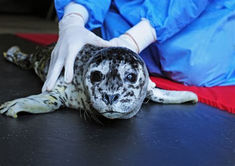Marine Mammal Response World Vets To Improve The Quality Of Life Of