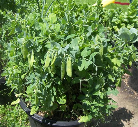 15 Ideal Vegetables That Grow Well In A Pot Or Container The Self
