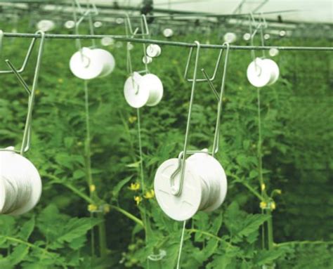 How To Grow Tomatoes In A Hoop House For Better Flavor And Yield
